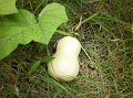 butternut pumpkin